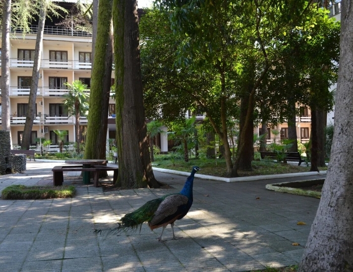 Пансионат «Айтар» Сухум