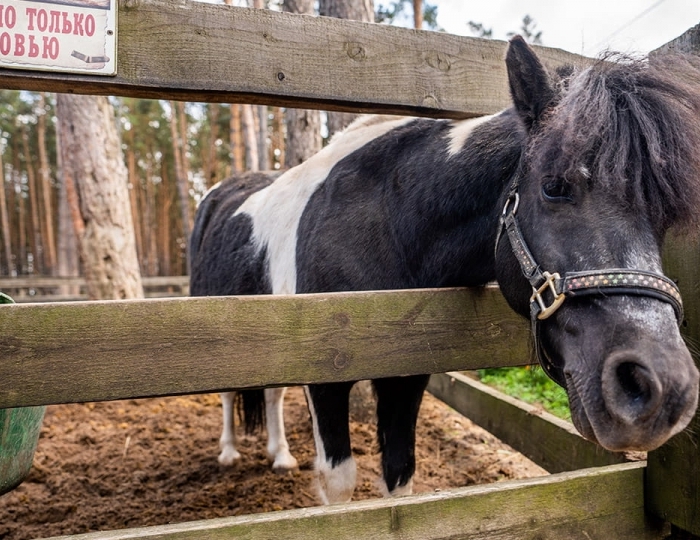 Парк-отель «Русский» (бывш. «Дракино»)