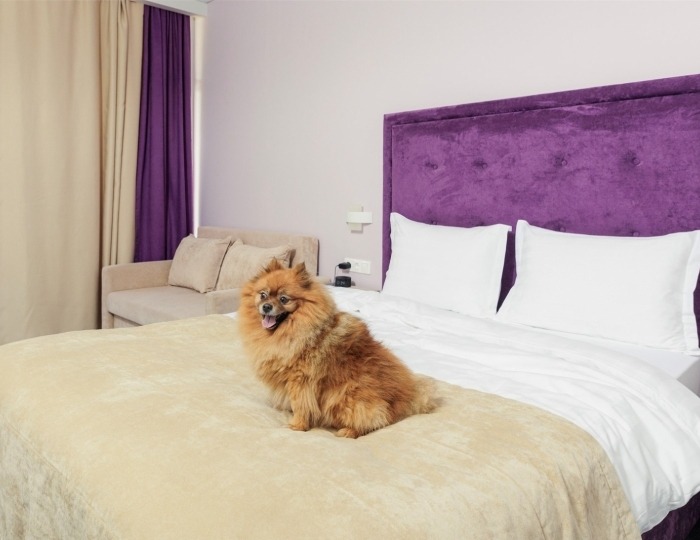 Junior Beta Junior with balcony (Dog friendly) - Отель «Fioleto Ultra All Inclusive & SPA Anapa Miracleon» Анапа