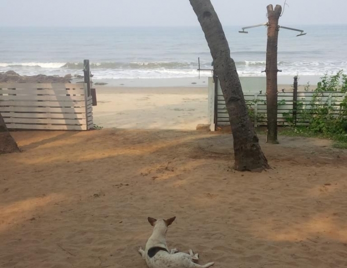 White Woods Resort & Spa 3 звезды, Морджим, Индия